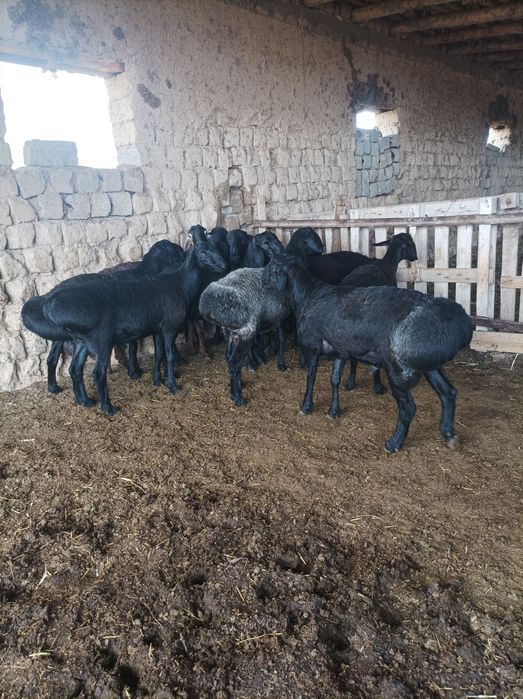 Quchqorla sotiladi semiz qulogʻlari butun