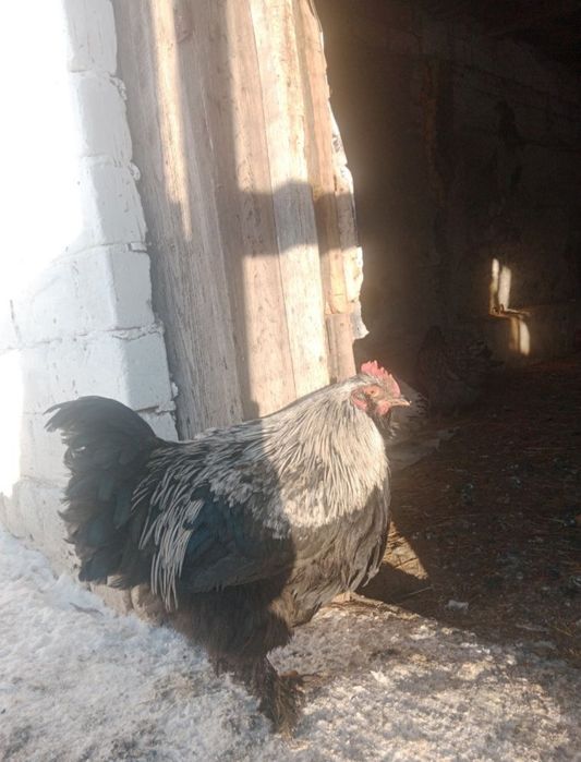 Әтеш петухи брама