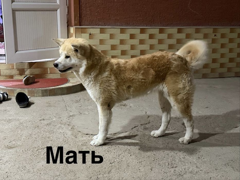 Продаются щенки породы Акита-ину , ХАТИКО