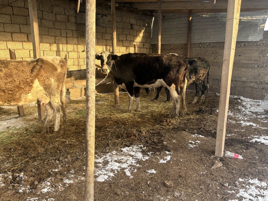 Ассалам алейкум сауынды сиырлар сатылады жанадан тугандар бар