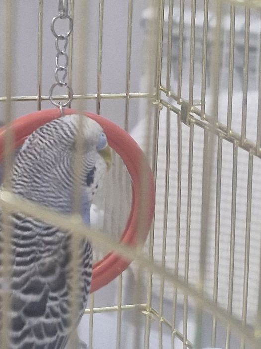 Продается папугай со всеми пренадлежностями