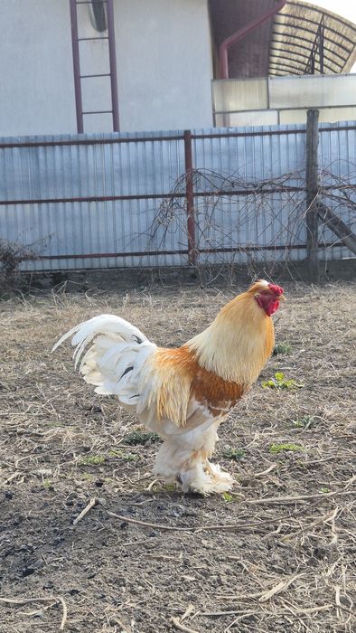 Cocoș încălțat tânăr