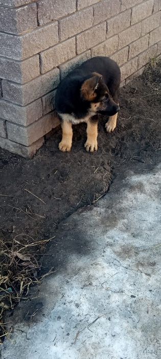 Подрощенные щенки немецкой овчарки