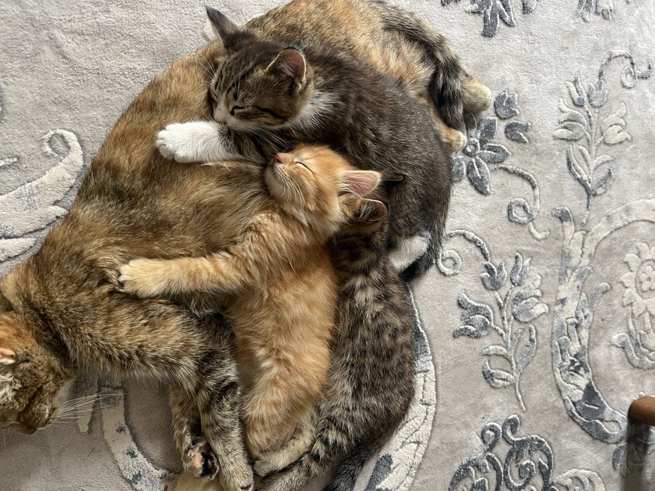 Домашние котята 3 месяца, отдам в хорошие руки