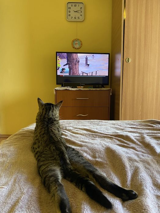 Pet sitting și cazare temporară pentru câini și pisici