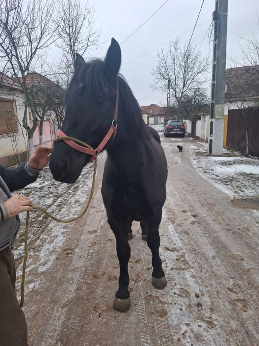 Vând o mânză frumoasa