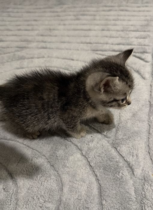 котик в добрые руки