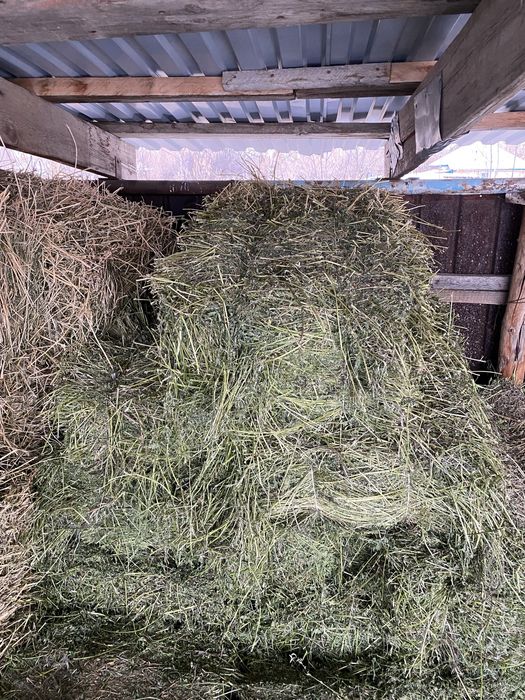 Продам люцерна жоңышқа сатылады