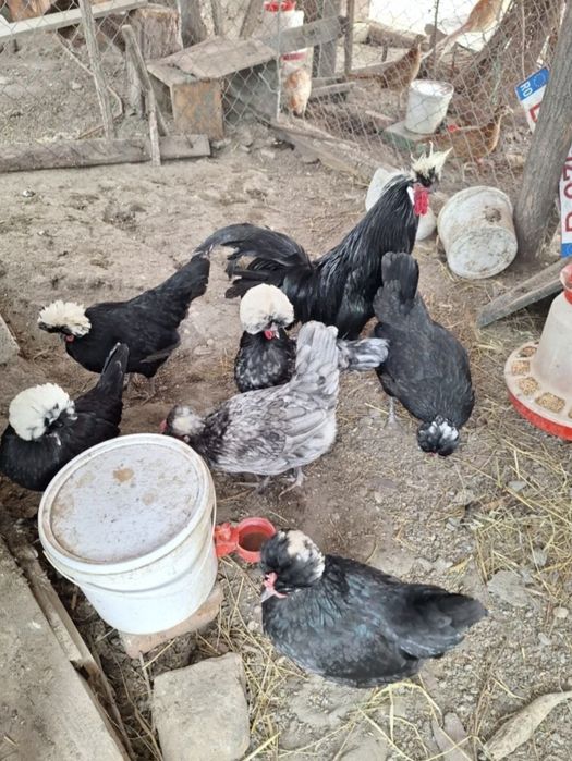 Oua de gaina olandeza