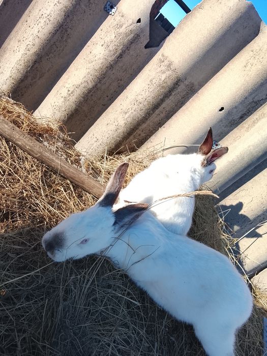 Продам кроликов кролих и два крола