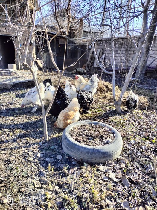 Курицы породы брама.