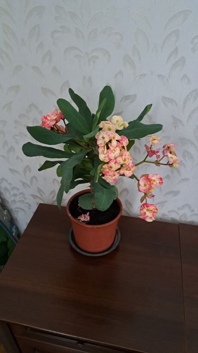 Комнатные  цветы