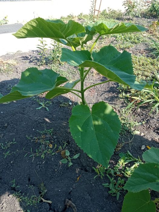 Paulownia de 1-3 m