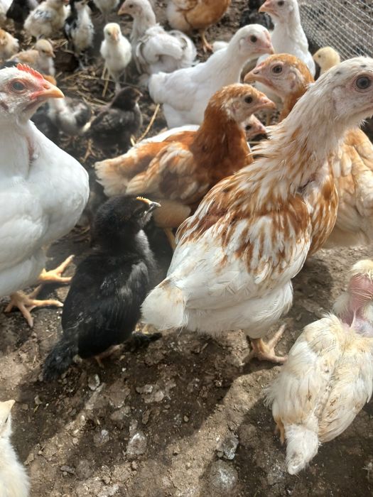 Циплята  Ломанбраун