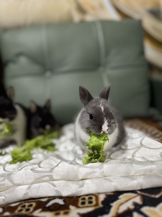 Ручнык кролики мини