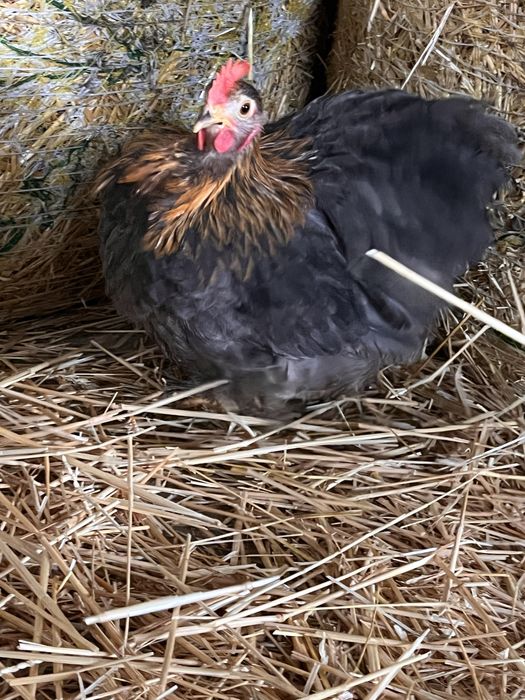 Две петлета мини кохин