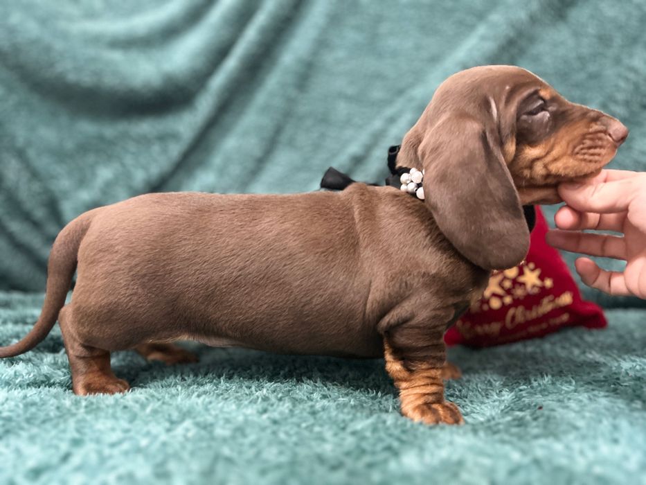 Catel teckel din parinti cu Pedigree FCI