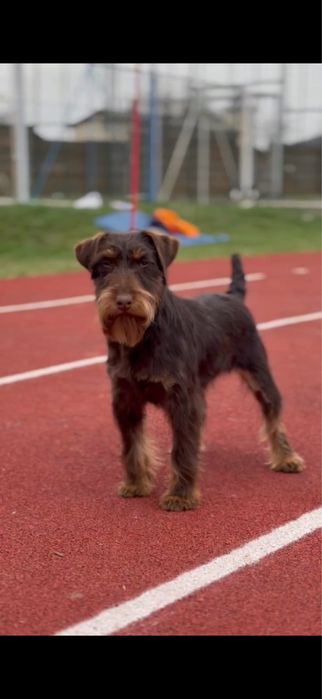 Femela jagd terrier jagdterrier