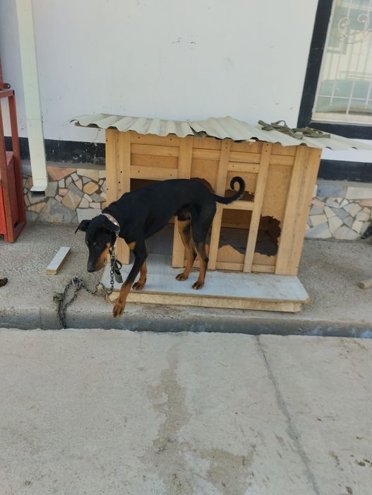 It sotiladi doberman