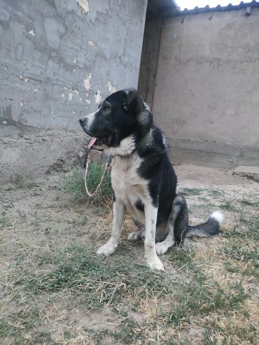 Алабай продается срочно