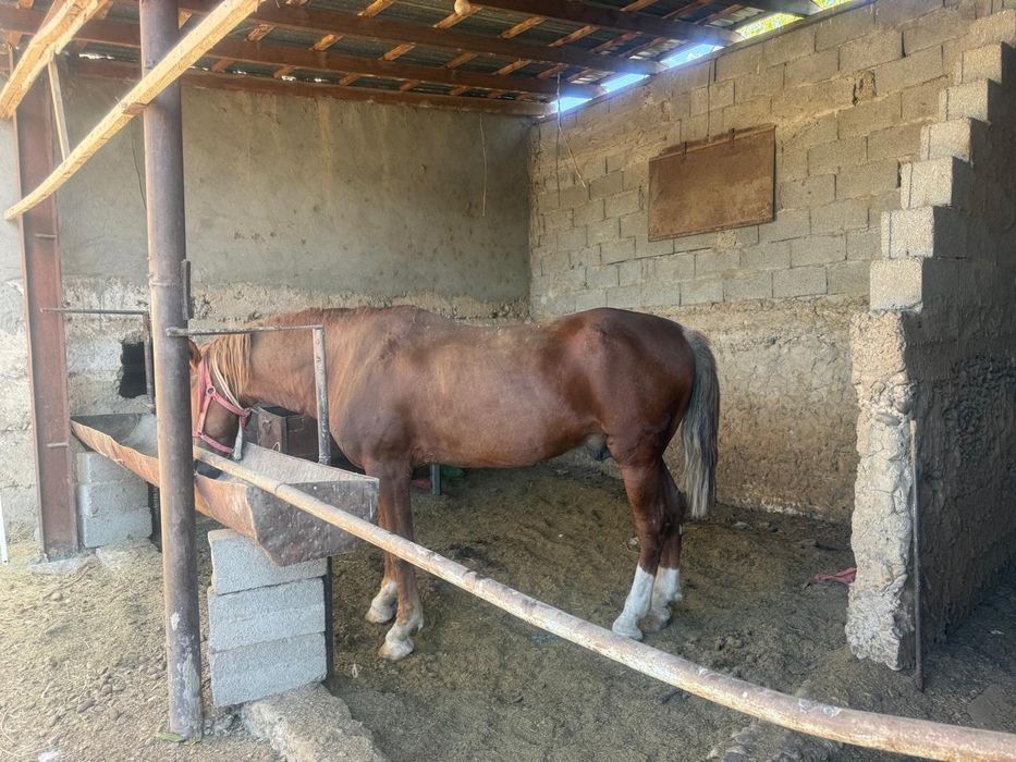 Көкпәрі ат сатылады