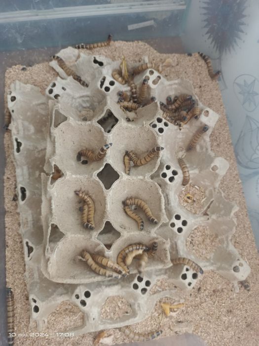 Зофобос корм для животных