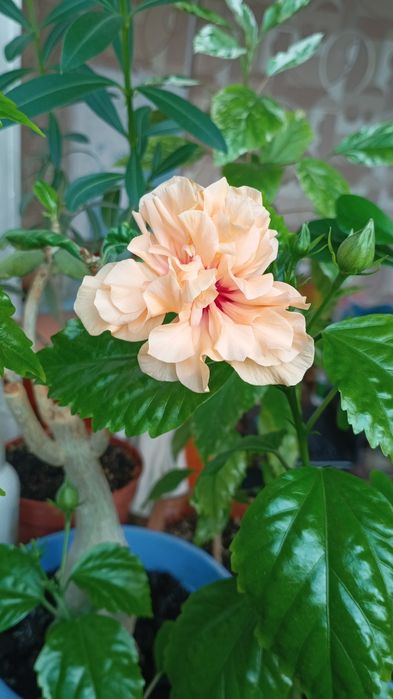 Продам комнатные растения