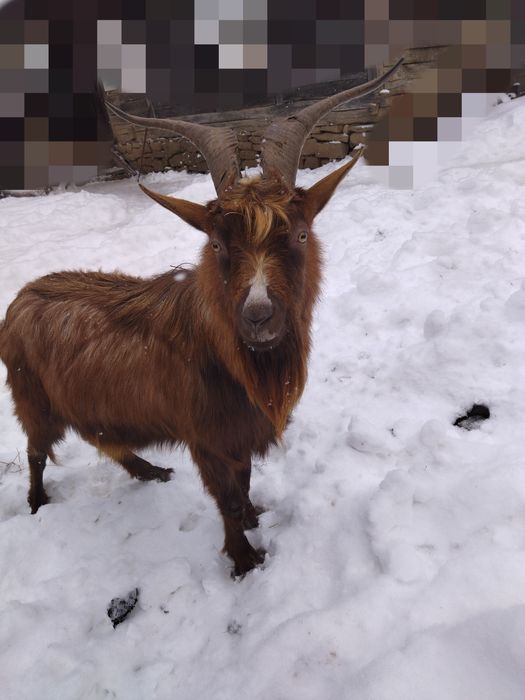 Țap carpatin de vânzare