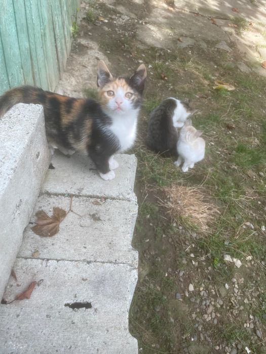 dau spre adopție o pisica