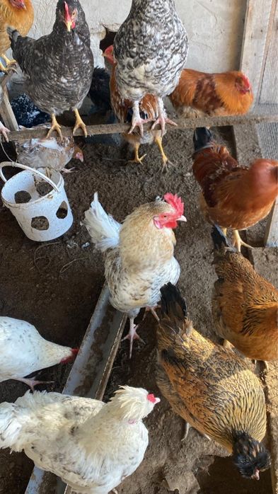 Жас кораздар сатылады