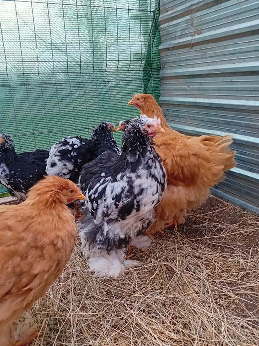 Gaini de vânzare în jud Galați