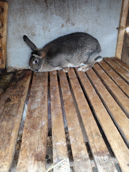 Iepuri neozeelandezi metis