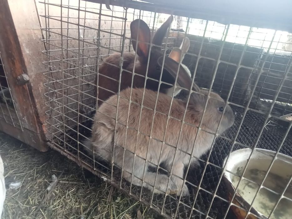 Крольчата разные
