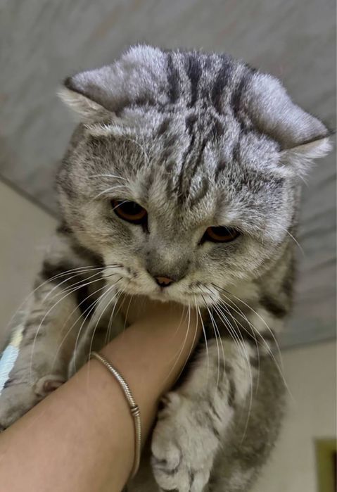 Шотландская вислоухая (Scottish fold)