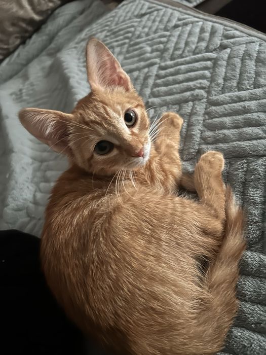 Отдам найденных котят