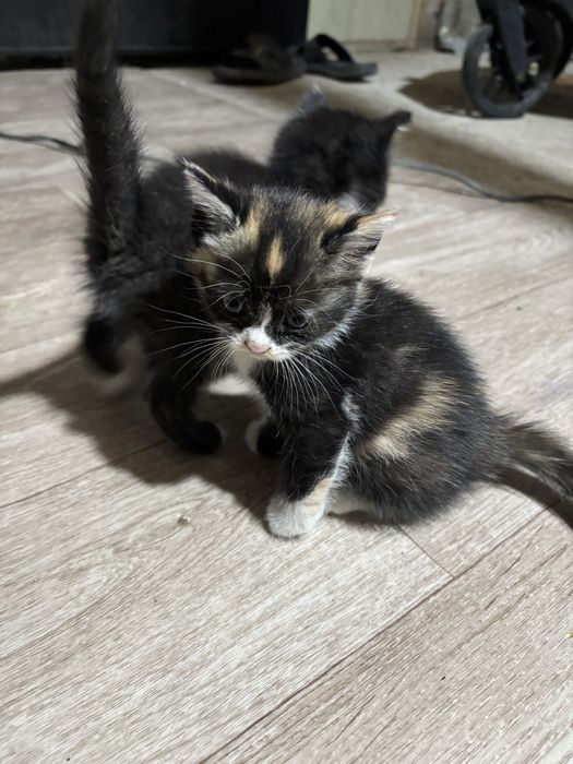 Котята разных пород