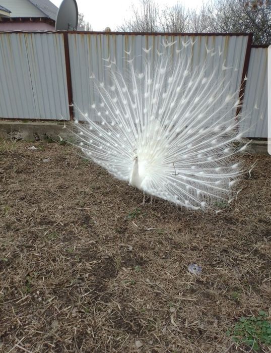 Пара белых павлинов