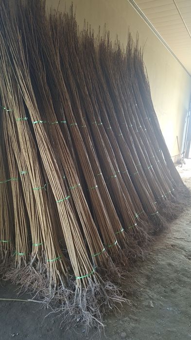 Терак кучатлари келишилган нархда