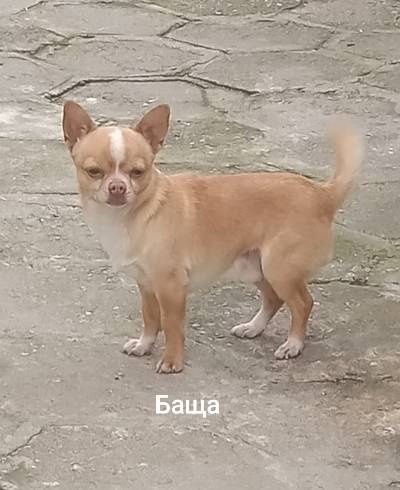 Продавам мъжко чихуахуа