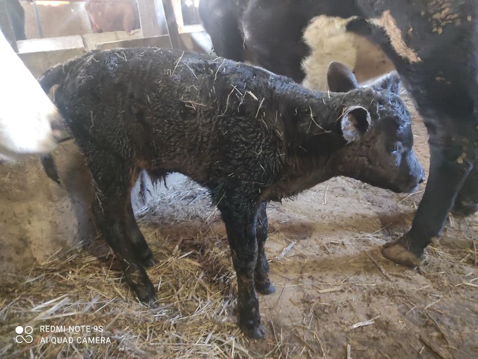 Продаю Телят Породистые