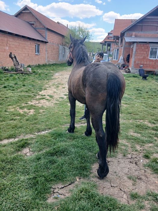 Vând sau schimb manz castrat
