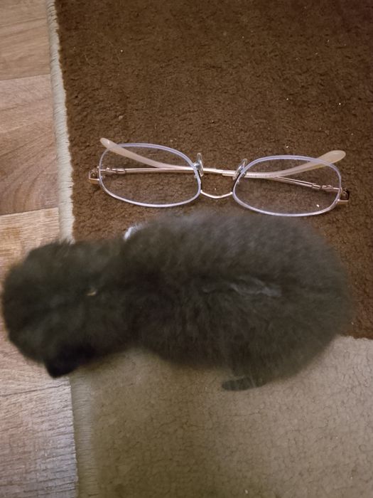 Срочно котенок ищет маму!