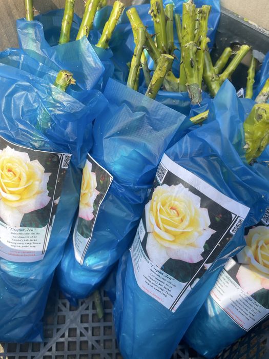 Английские розы в продаже