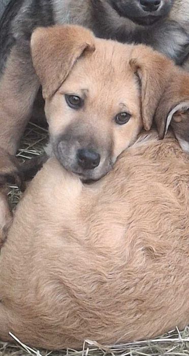 Donez cățeluși de talie mica