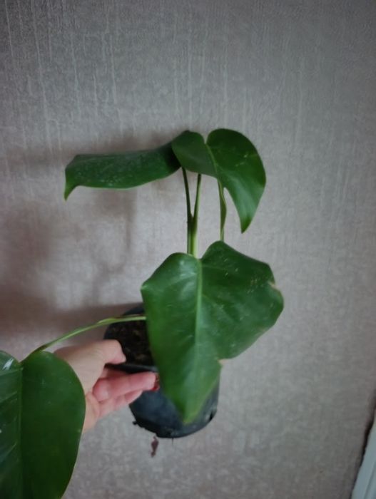 Продам монстеры резные