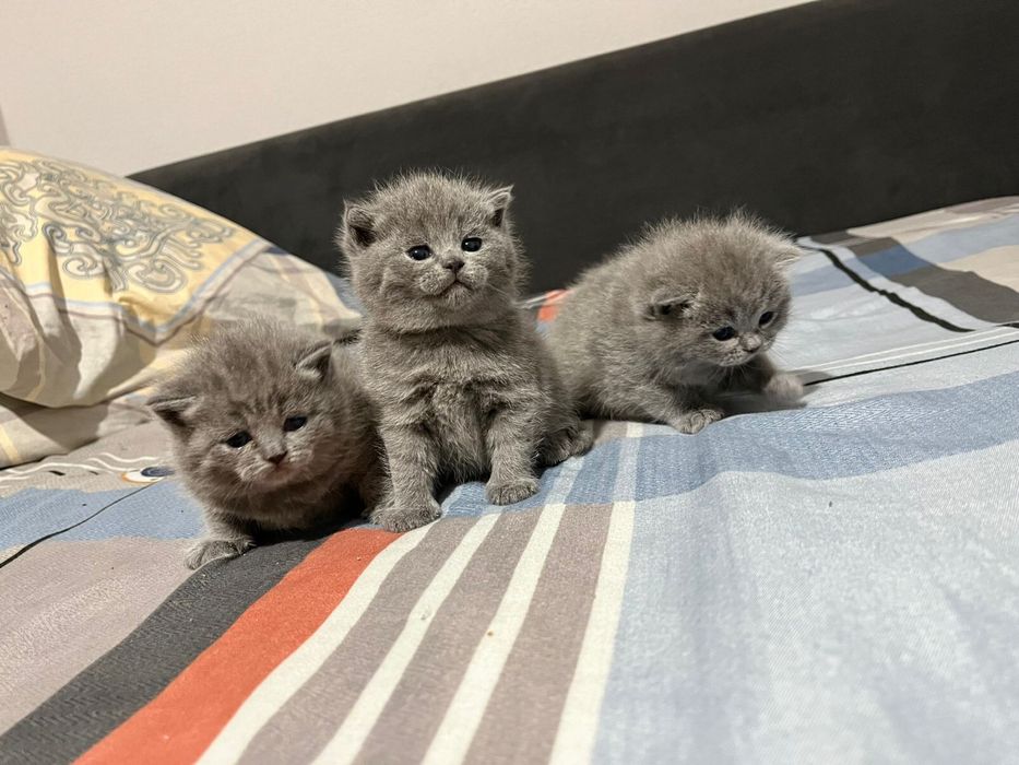 Британцы чистокровные котята