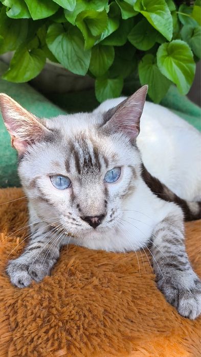 Бенгальский белоснежный котенок