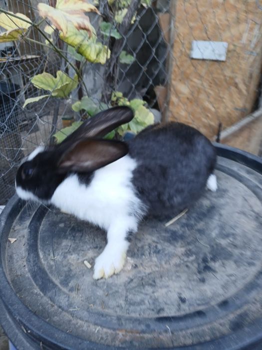 Vînd iepuri hycole francez