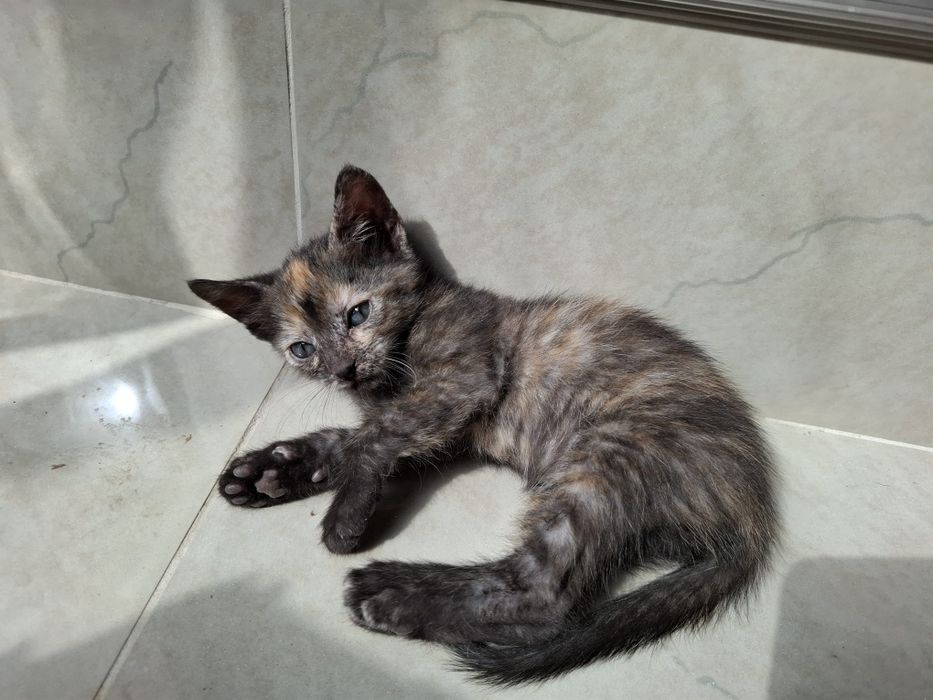 Adoptie pisoi - 6 saptamani
