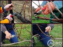 Обрезка винограда узум токларига шакл бериш хизмати